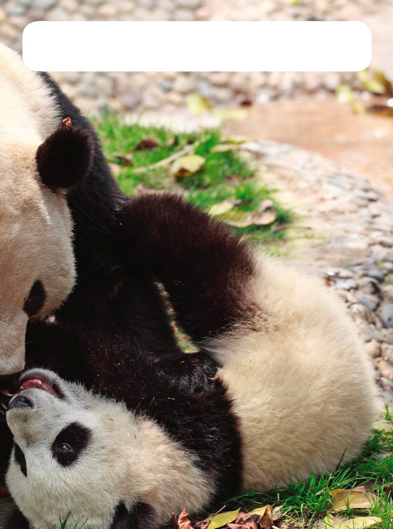 The zookeepers and the mother pandas help the cubs to grow strong Zoos - photo 17