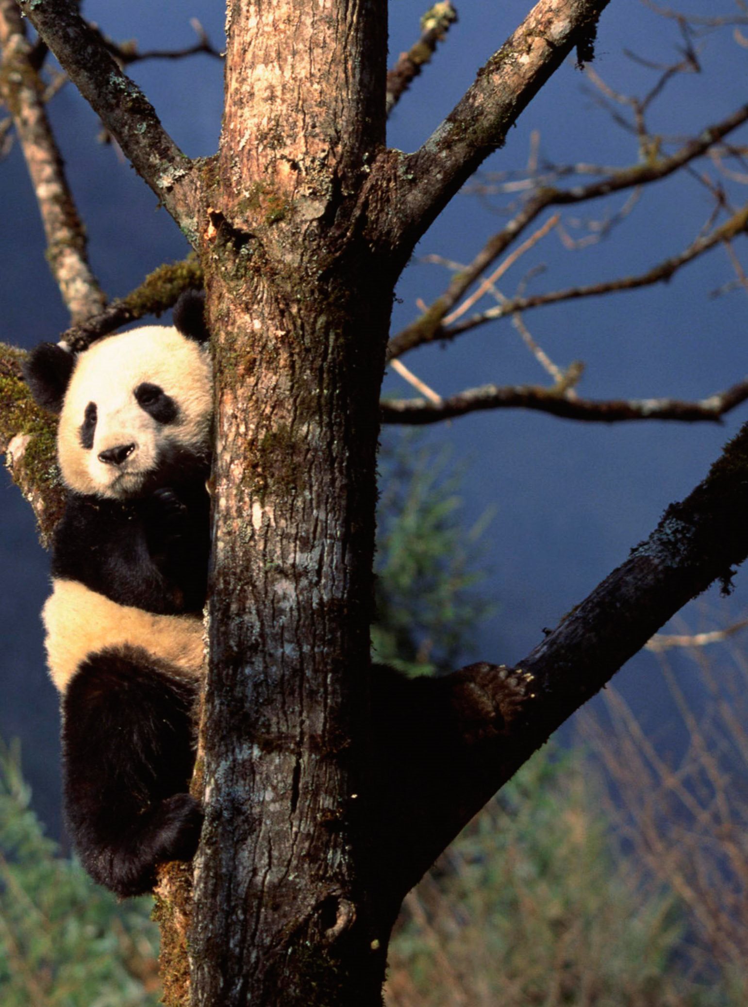 Zoos in some other countries are trying to save giant pandas too There - photo 13