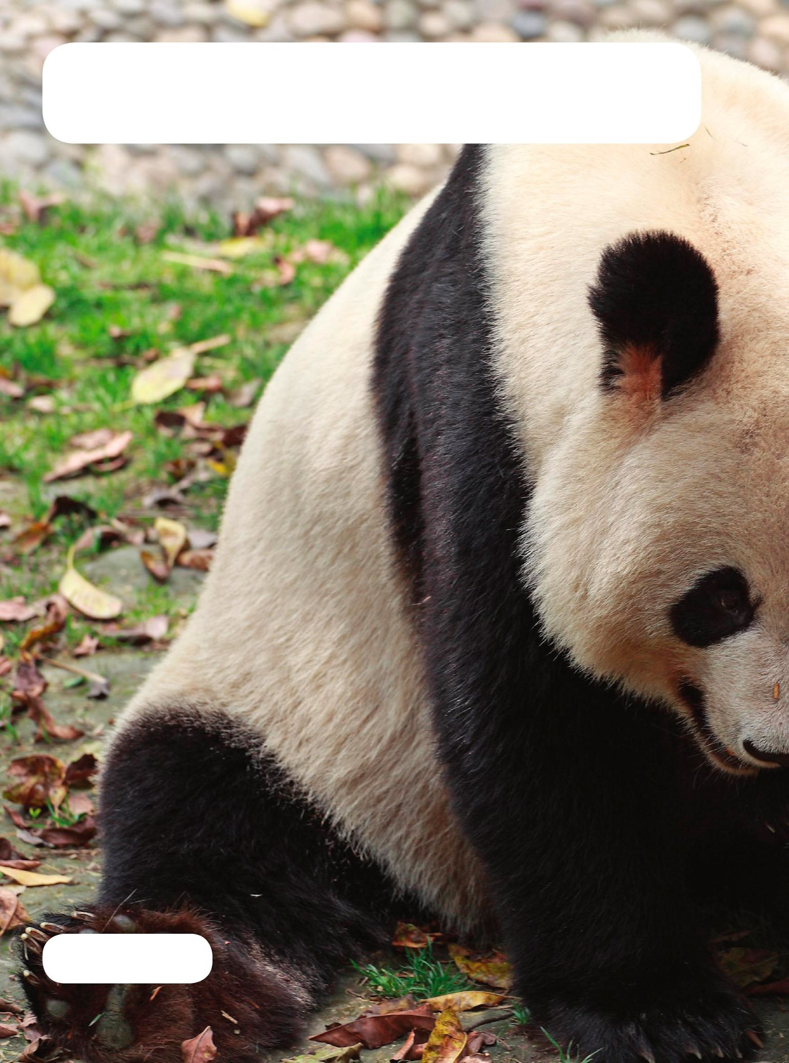 When baby pandas are born in zoos they are looked after very carefully - photo 16