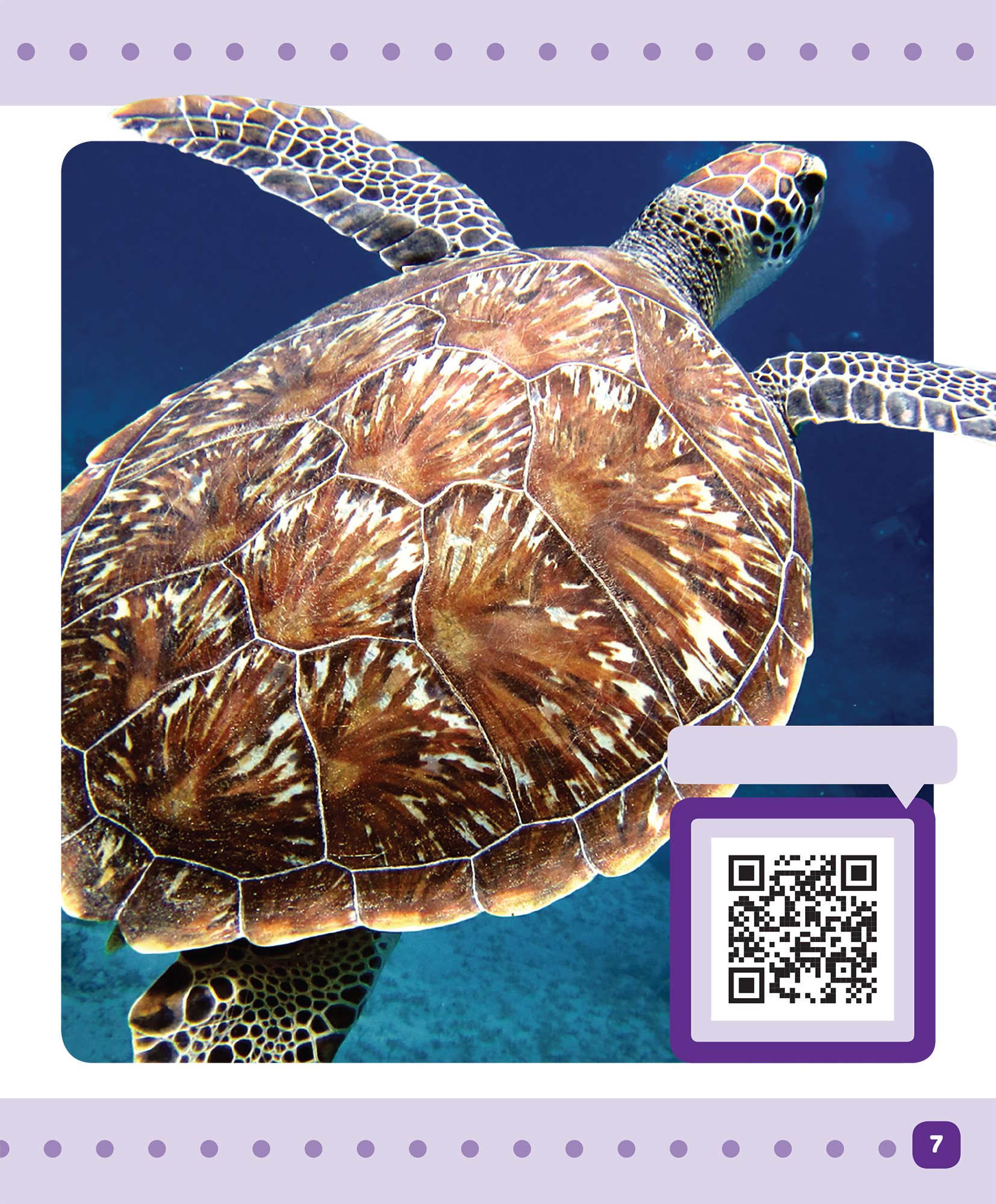 Learn more here head shell front flipper back flipper Sea turtles have - photo 9