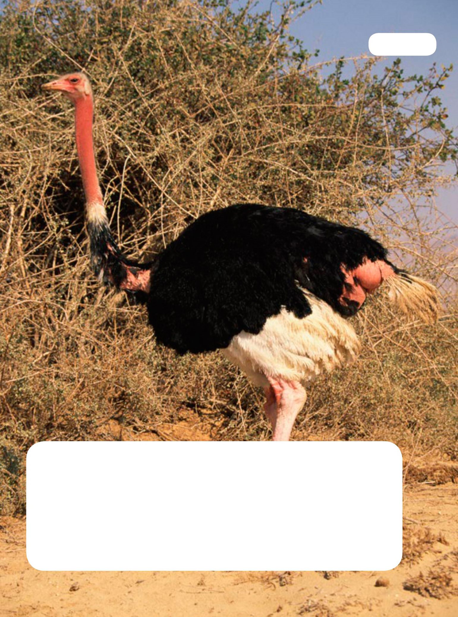 Ostriches live in the deserts in Africa They are the biggest birds in the - photo 9