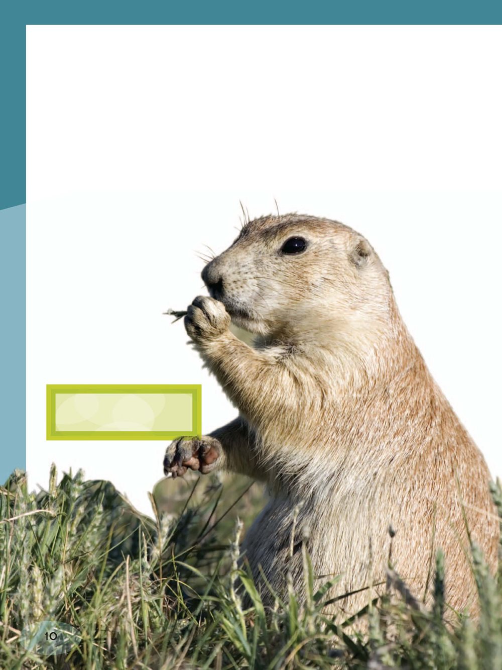 Grasslands have many food chains Imagine that a prairie dog eats some grass - photo 10