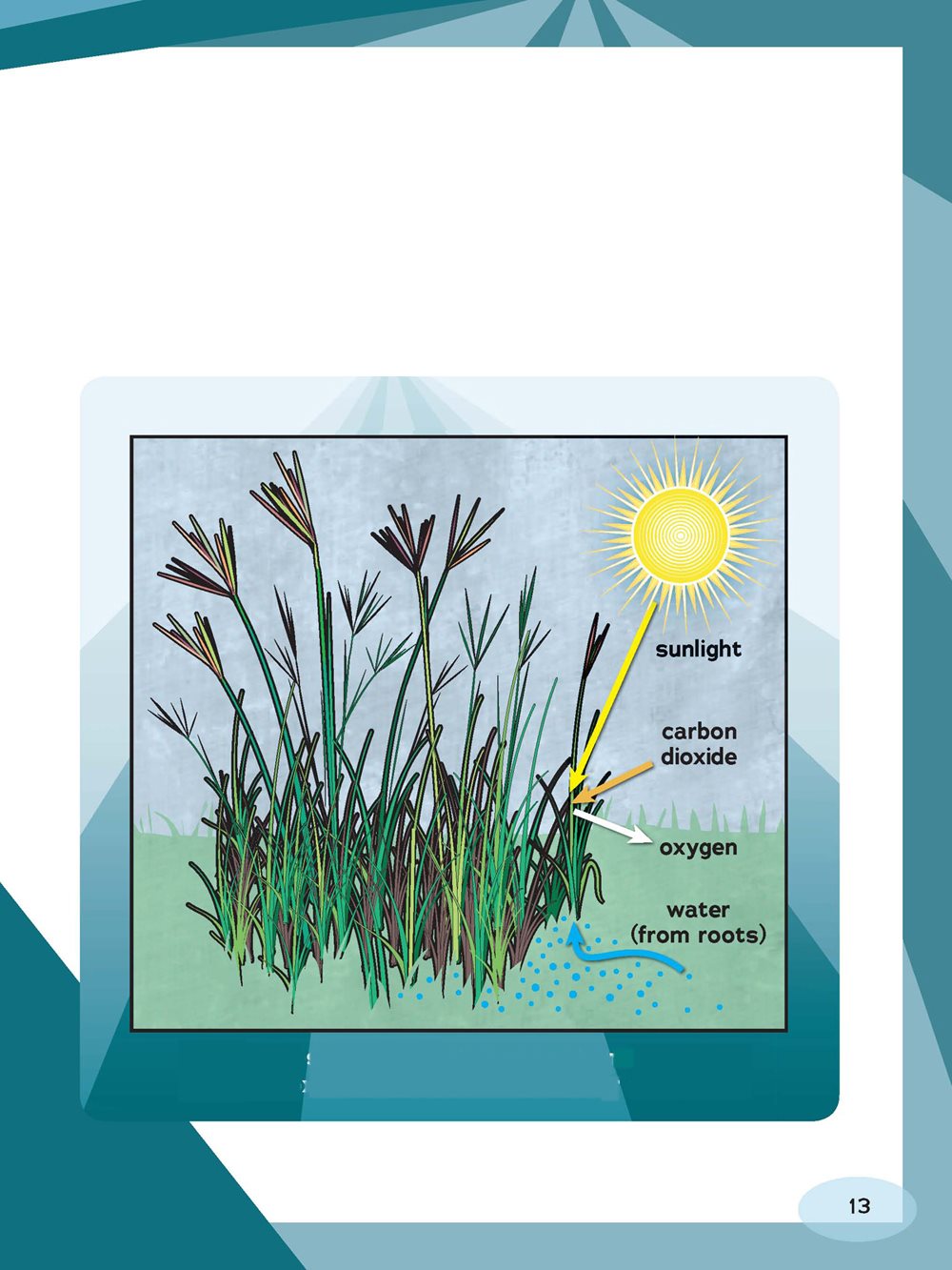 A plants leaves take in carbon dioxide and sunlight The plants roots take in - photo 13