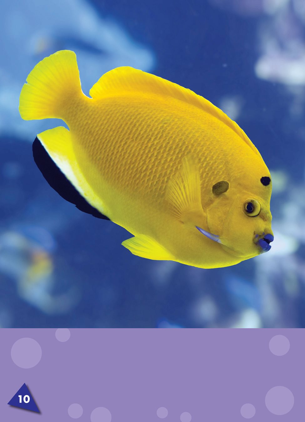Angelfish are known for their bright colors They can be one color or many - photo 11