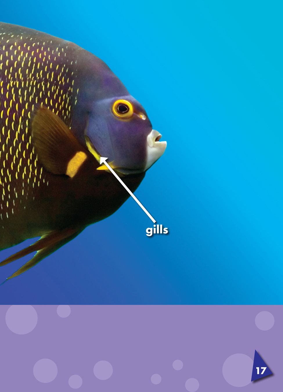 Angelfish breathe through gills organs near the mouth that a fish uses to - photo 22