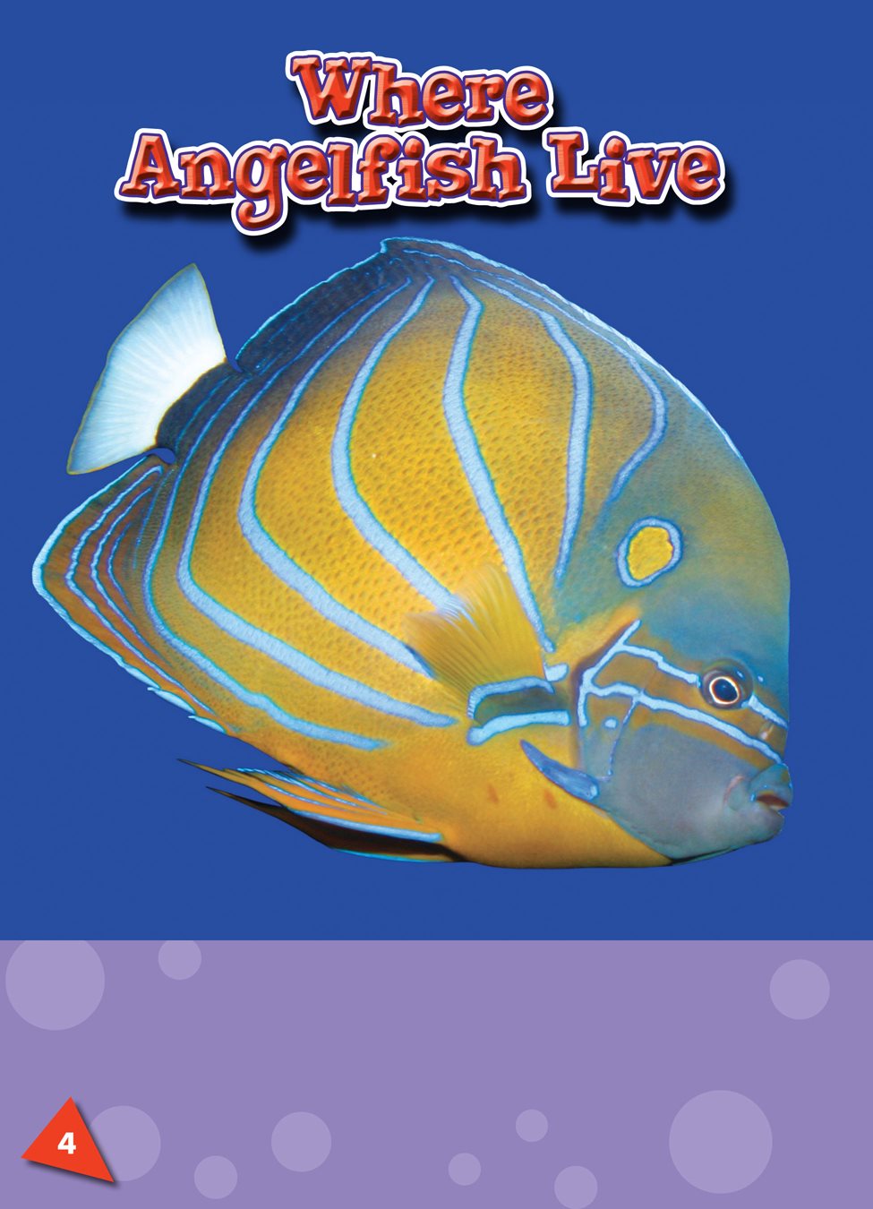 Angelfish are colorful fish that live in warm ocean waters They - photo 3
