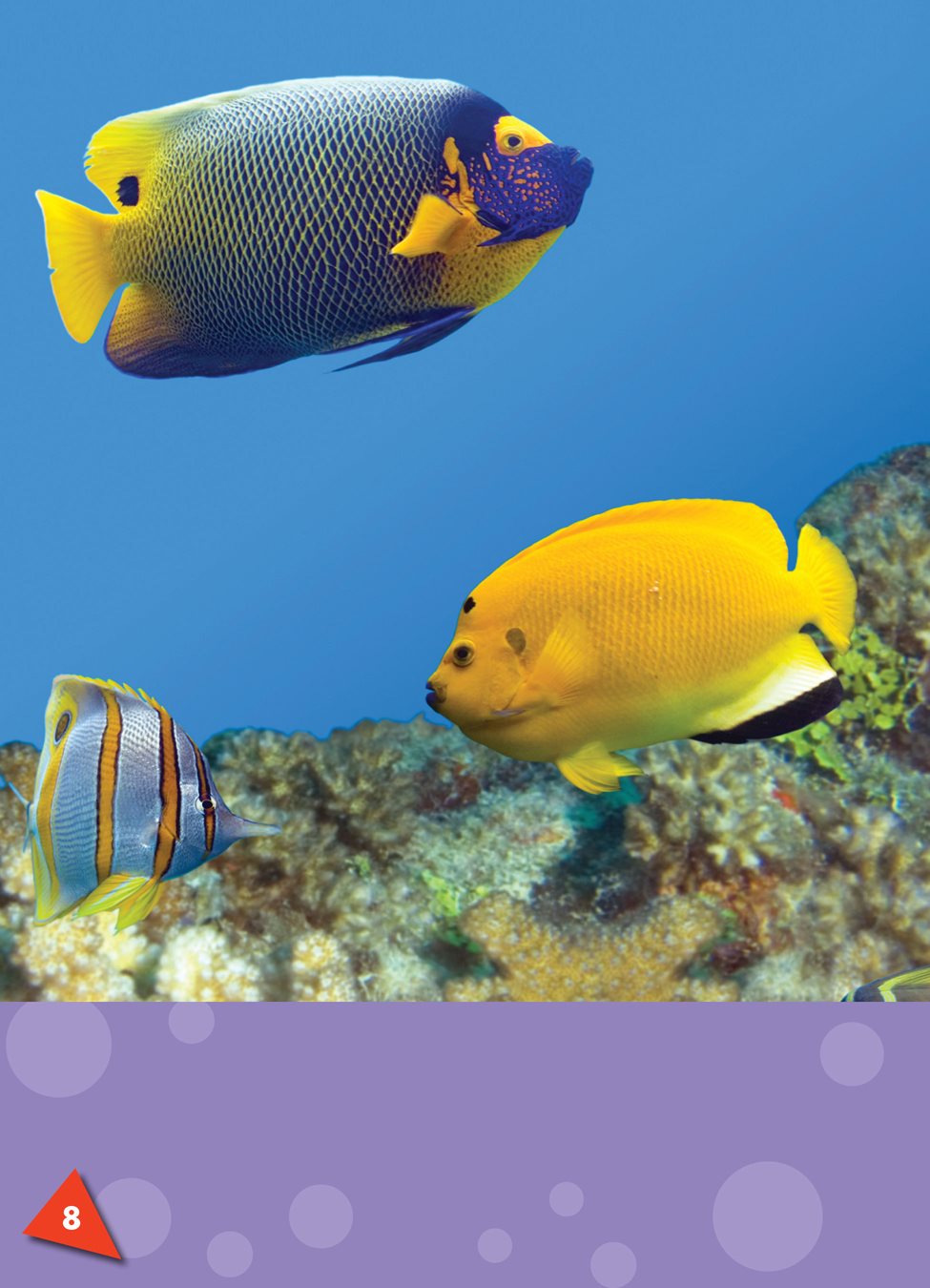 There are more than different kinds of angelfish Some are the size - photo 9