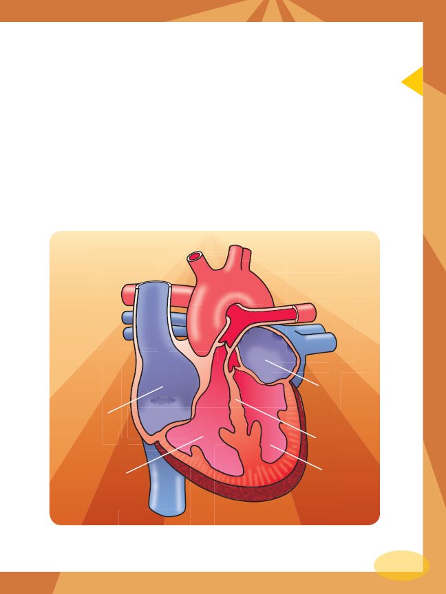 Atriums and Ventricles Each half of the heart is made up of two hollow rooms - photo 13