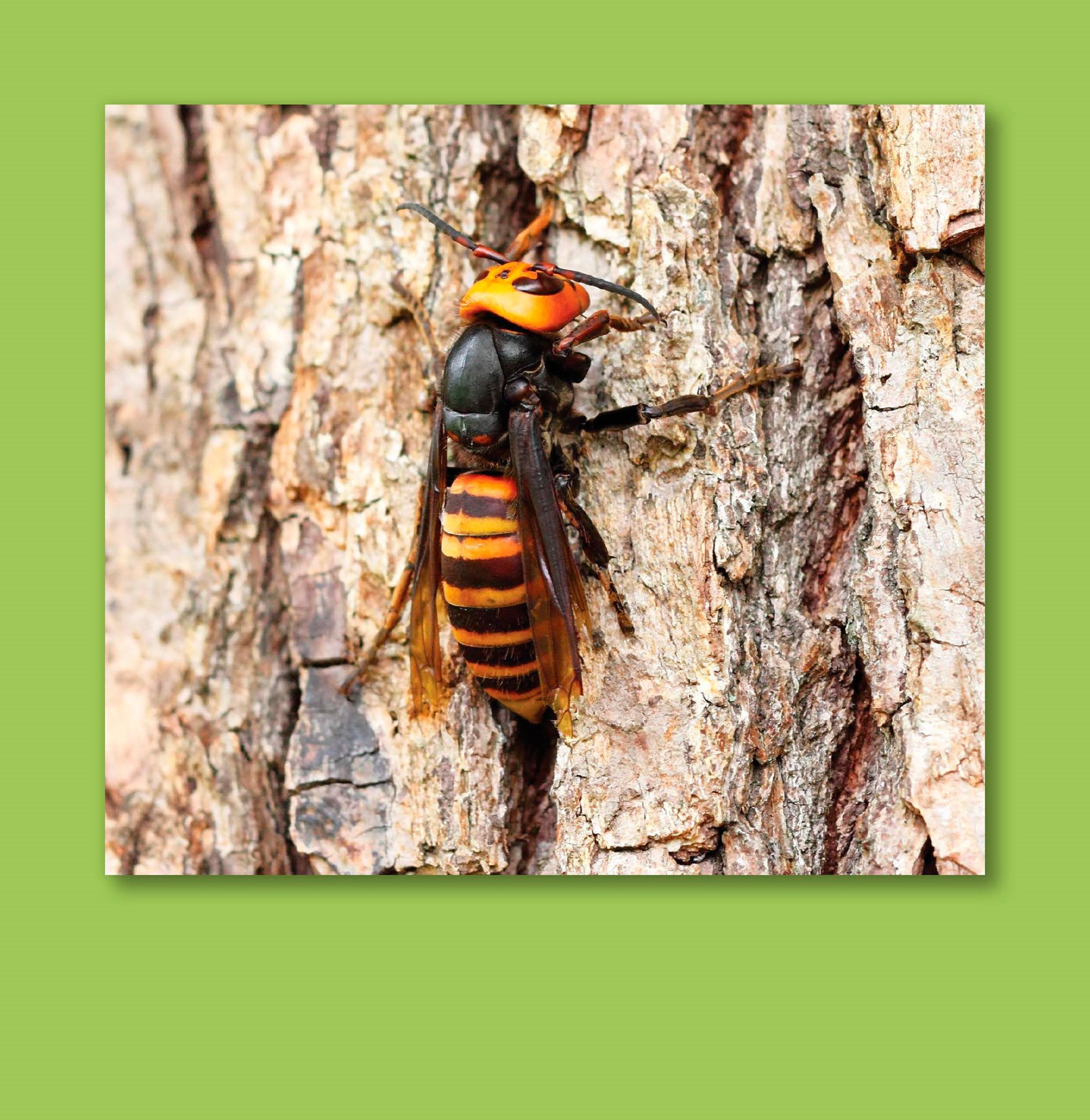 At 2 inches 5 centimeters in length it is the worlds largest hornet - photo 4