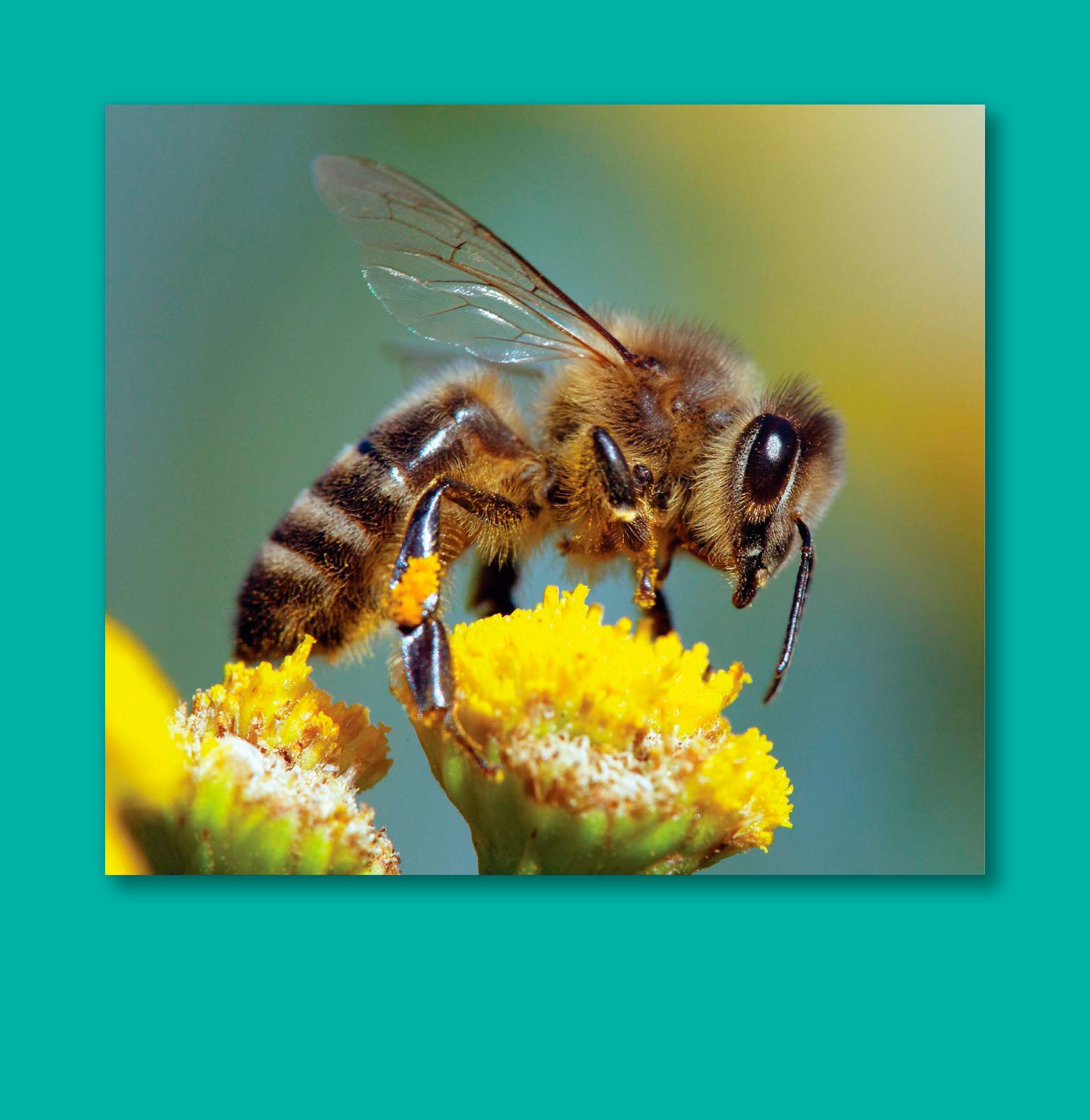 About one-third of your food comes from crops pollinated by honeybees Murder - photo 9