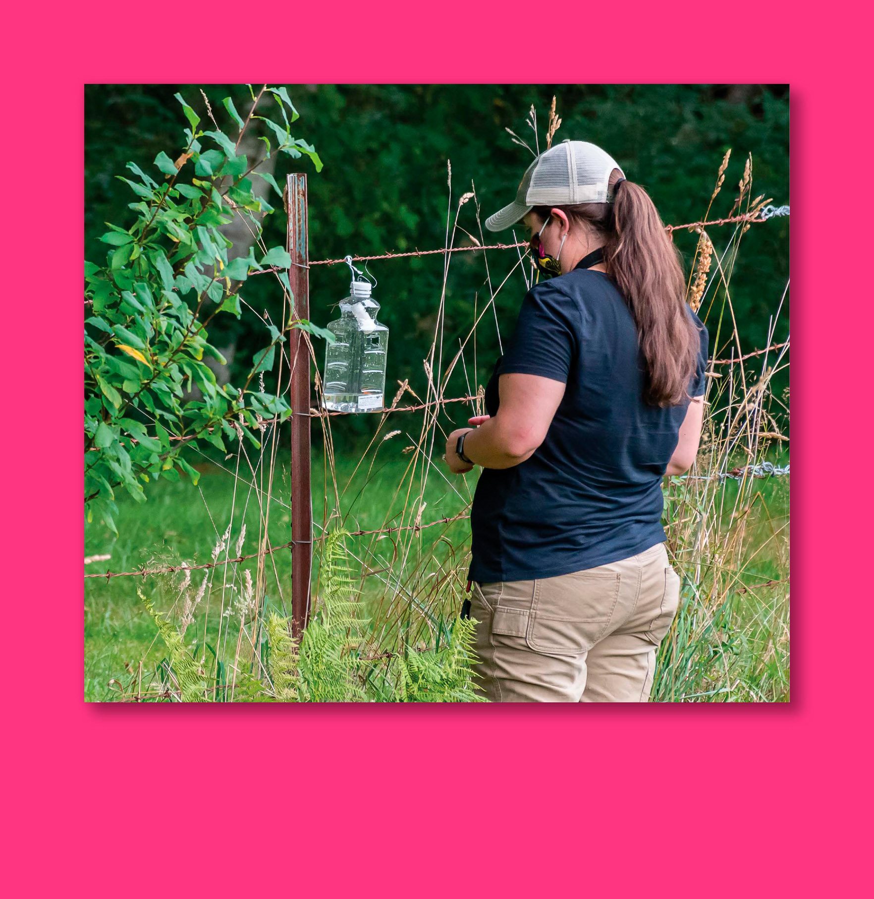 In order to catch a murder hornet scientists set up traps with juice - photo 10