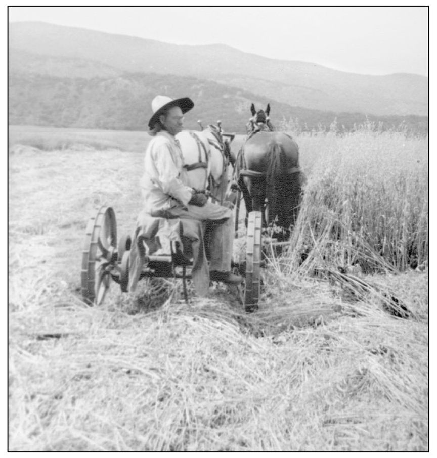 Vet Overly harvests oats on the Casa Blanca Ranch where he was foreman The - photo 8