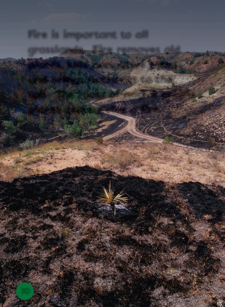 Fire is important to all grasslands Fire removes old plants kills - photo 10