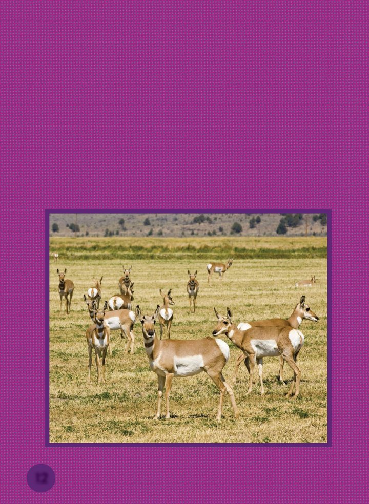 Pronghorns travel the prairie in herds Both male and female pronghorns - photo 12