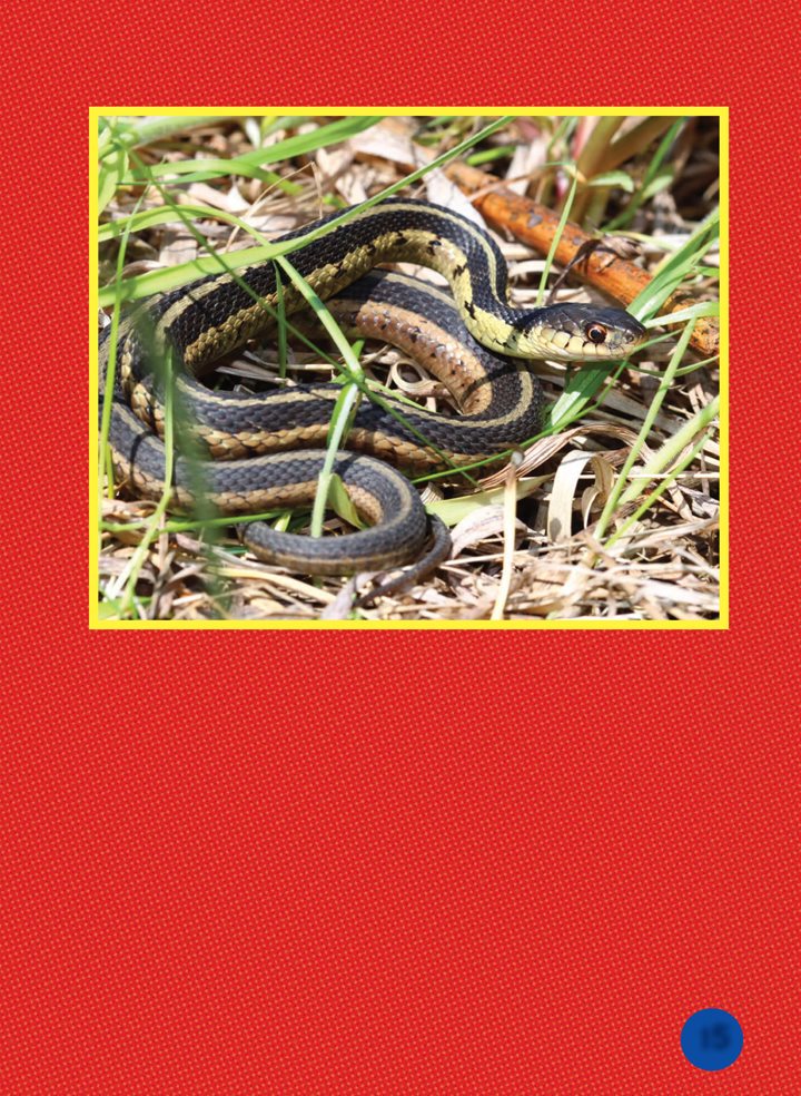 Garter snakes slither through the prairie grass They eat small animals - photo 15