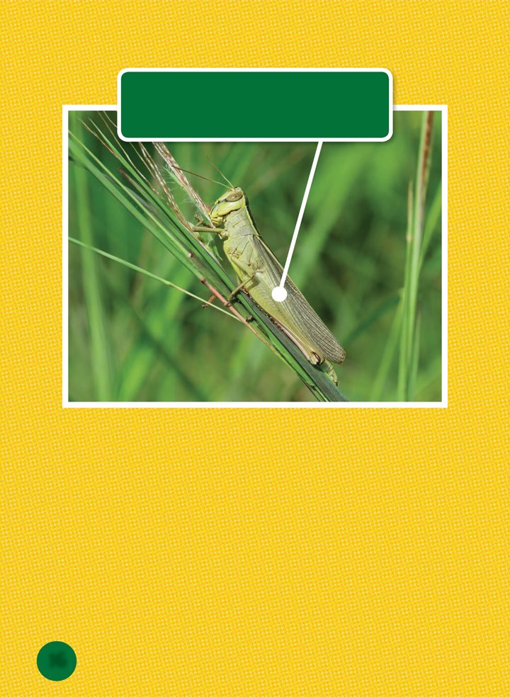 A grasshoppers coloring helps it hide from predators A prairies - photo 16