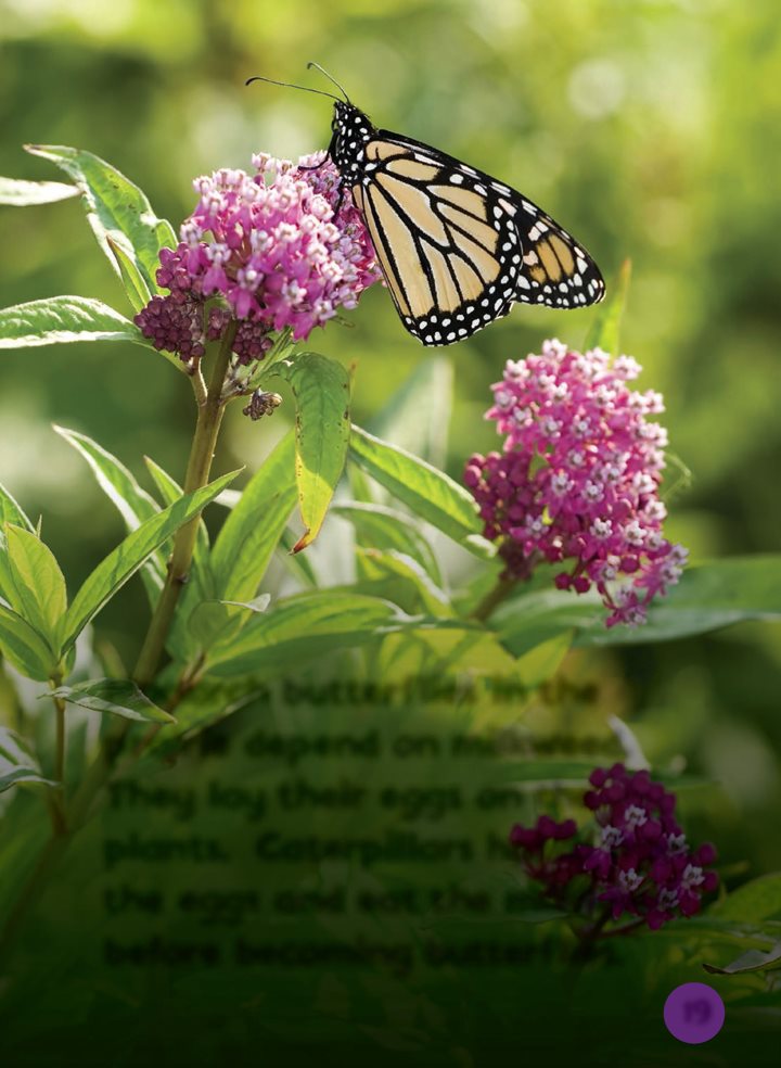 Monarch butterflies in the prairie depend on milkweed They lay their eggs - photo 19