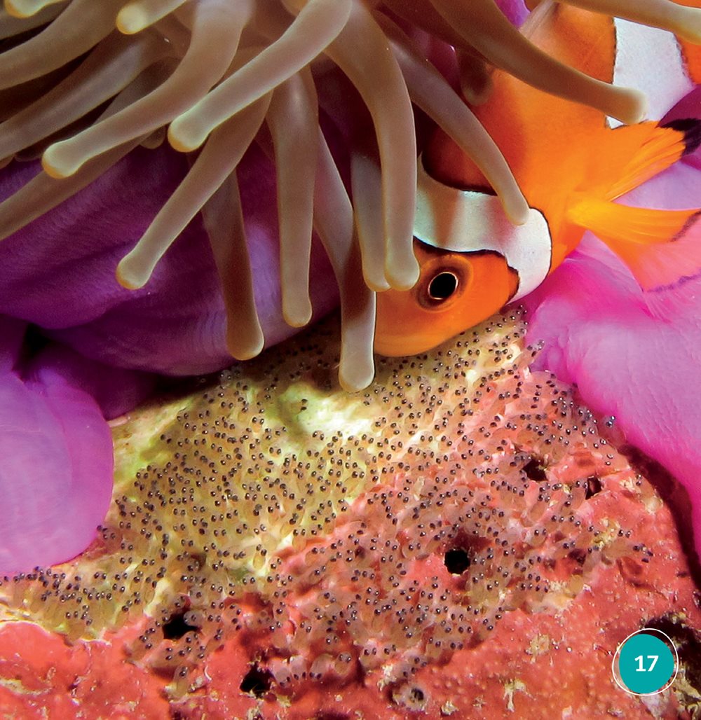 The new clown fish hatch They float for about ten days Then they find a - photo 17