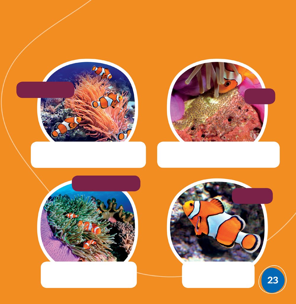 Picture Glossary coral reefs underwater areas where many types of animals - photo 23