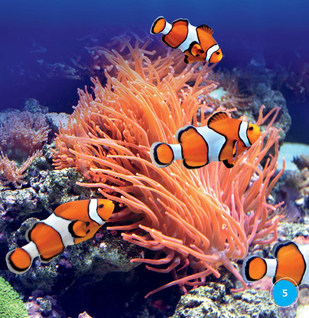 A clown fish is very small It is smaller than a teacup How could - photo 5