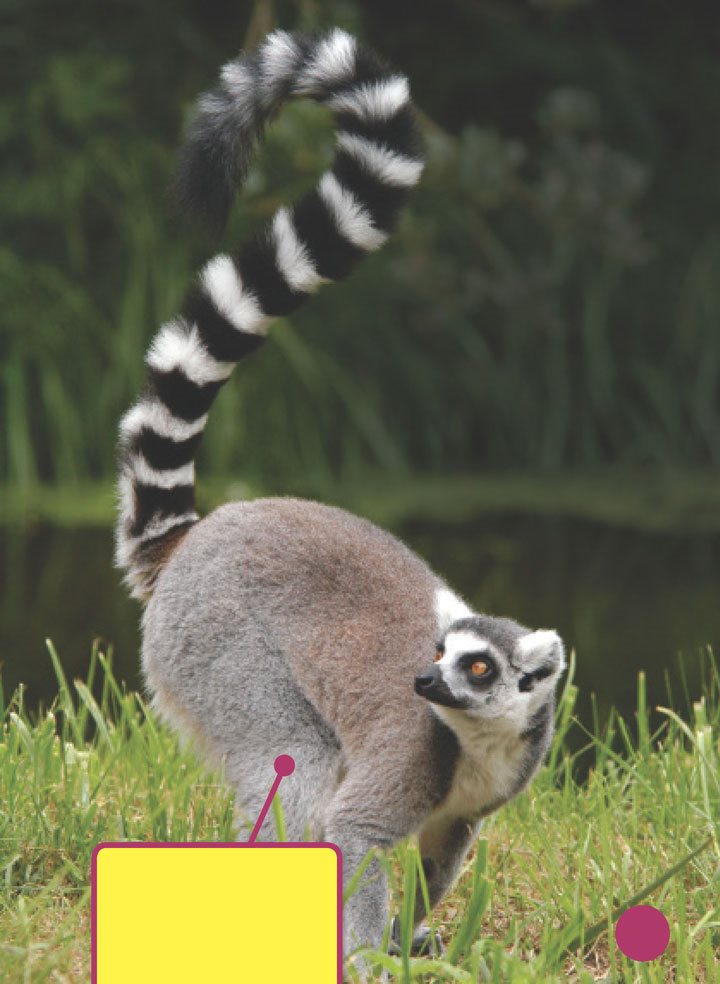 When the lemurs are five to six months old they do not need their - photo 13