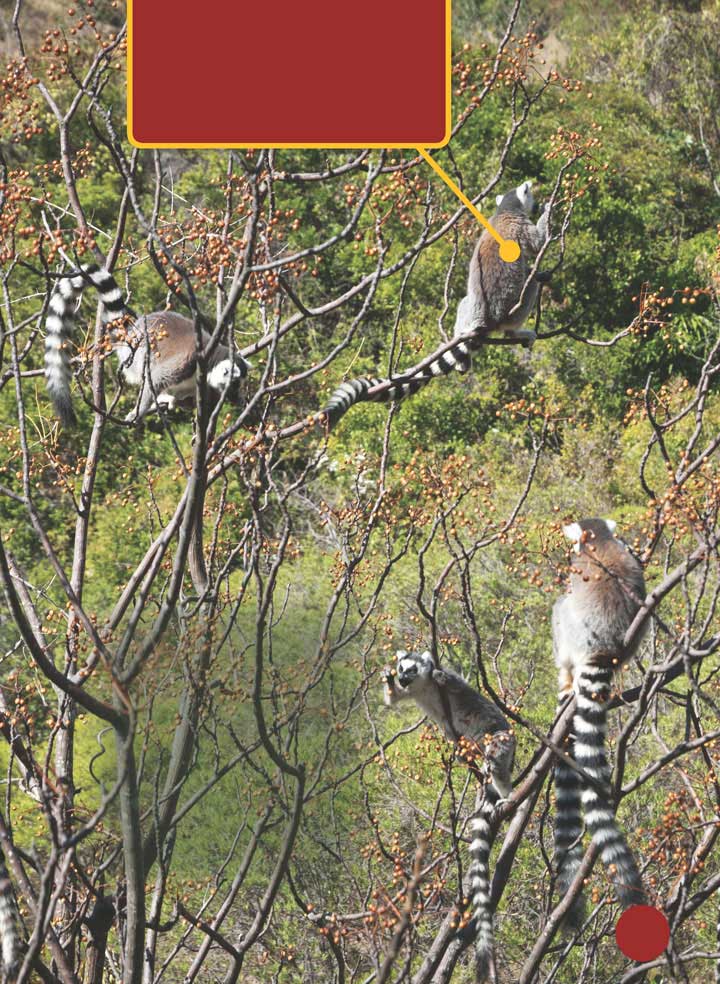 Lemurs travel together from tree to tree looking for food The troop eats - photo 15