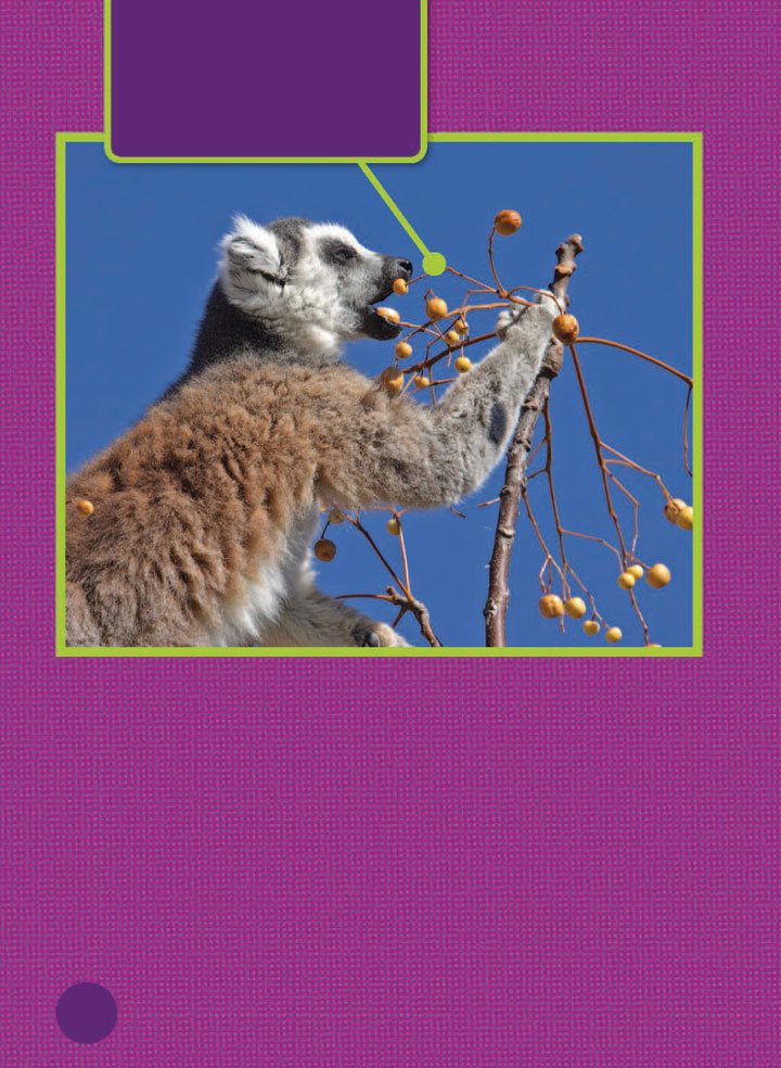 Adult and baby lemurs mostly eat berries and other fruit Lemurs eat - photo 18