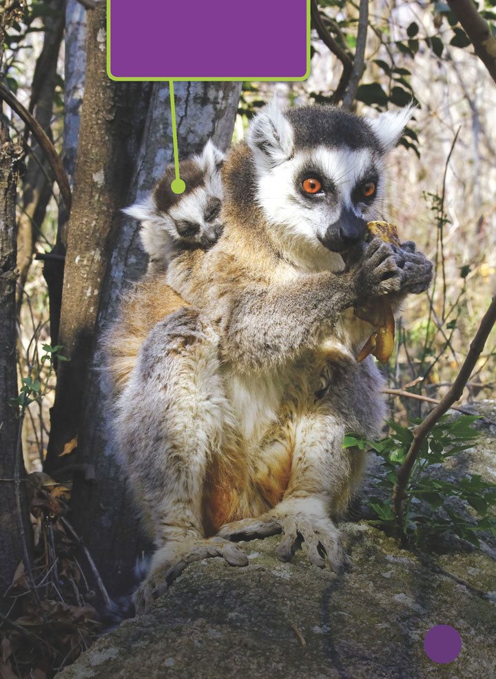 Many lemur babies are born each year The females have been pregnant for - photo 5