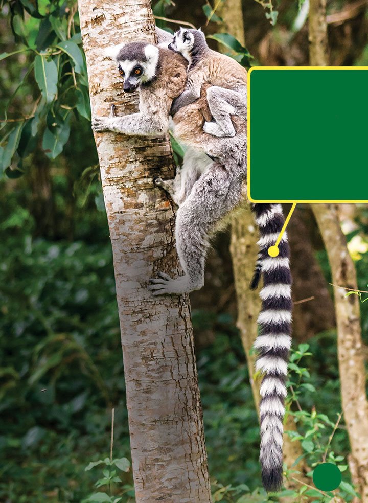 Each baby lemur measures about inches 10 cm long a little smaller than - photo 7