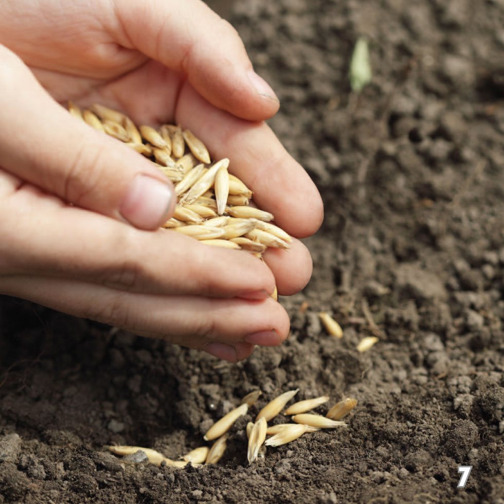 Inside a Seed Seeds have all the parts a plant needs to grow They - photo 9