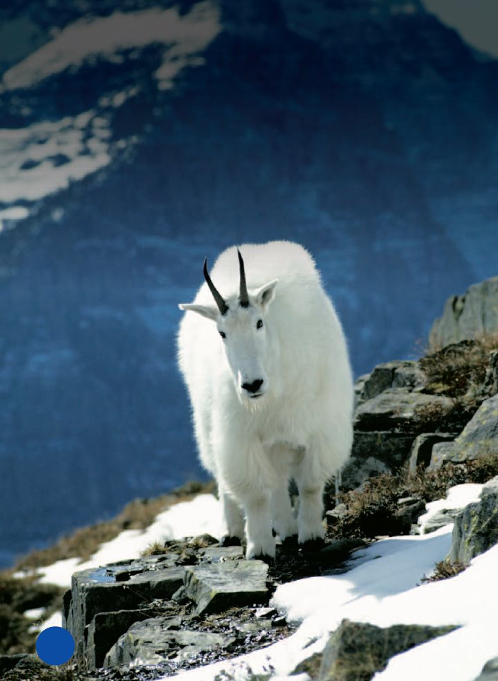 Mountain goats climb snowy cliffs Fur keeps their body heat inside - photo 11