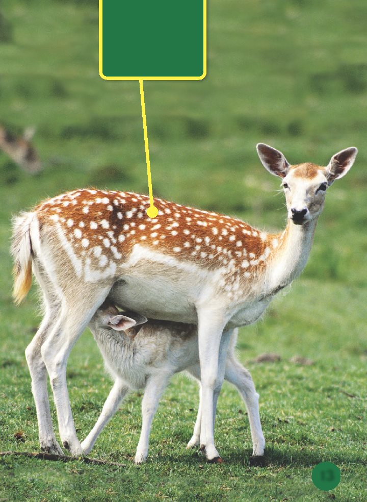 A baby deer drinks its mothers milk Most mammal babies grow - photo 14