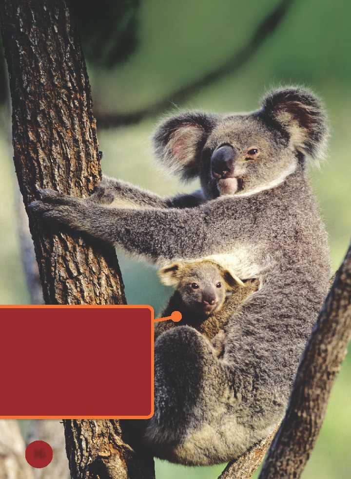 Koalas climb into their mothers pouches and drink milk At birth koalas - photo 17