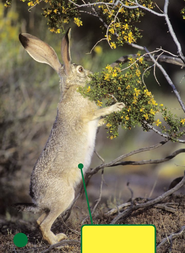 A jackrabbit eats leaves from a tree What Mammals Eat Baby - photo 19