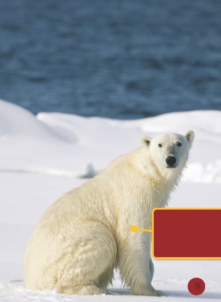 Some mammals live in frozen places Polar bears swim in chilly waters They - photo 10