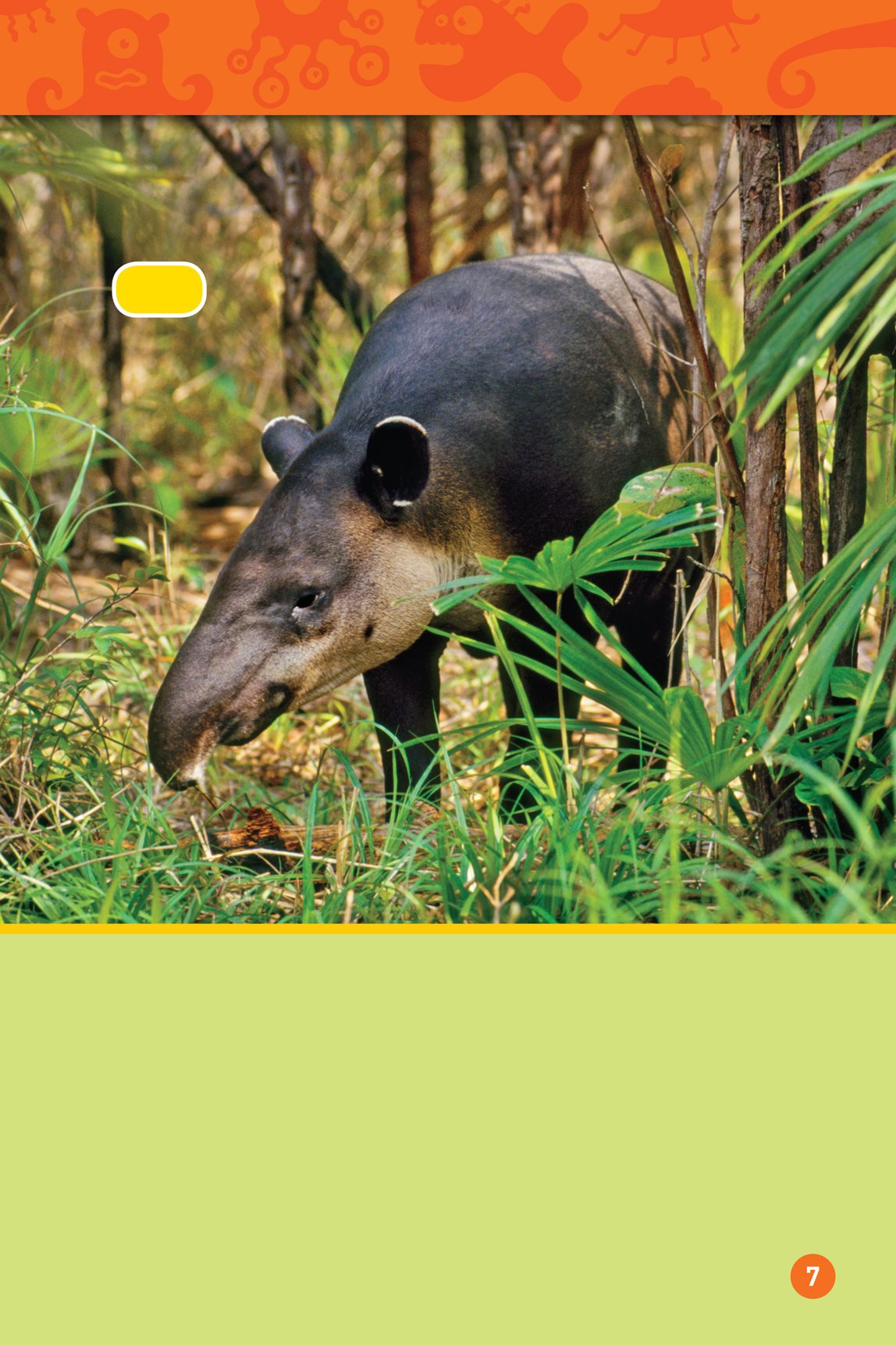 tapir Is it a pig Is it an elephant No its a tapir TAY- pur A tapirs - photo 9