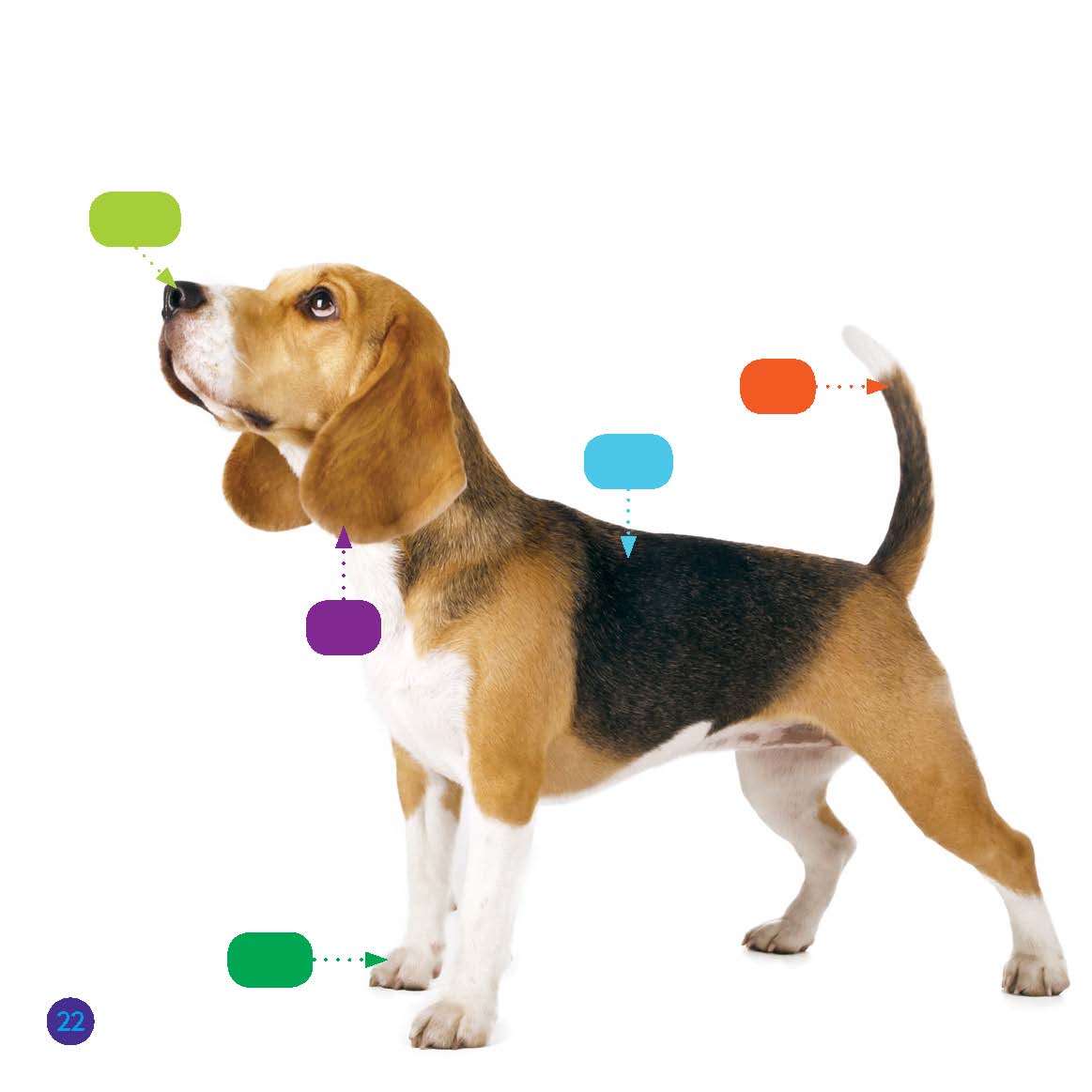 A Beagle Up Close nose tail coat ear paw Picture Glossary Developed as - photo 22