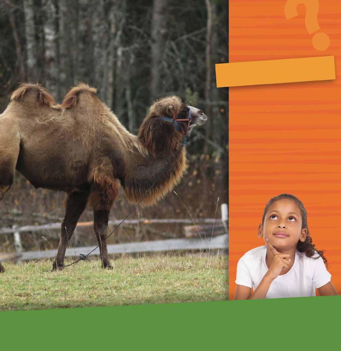 Look What features does this camel have that help it survive in a - photo 7