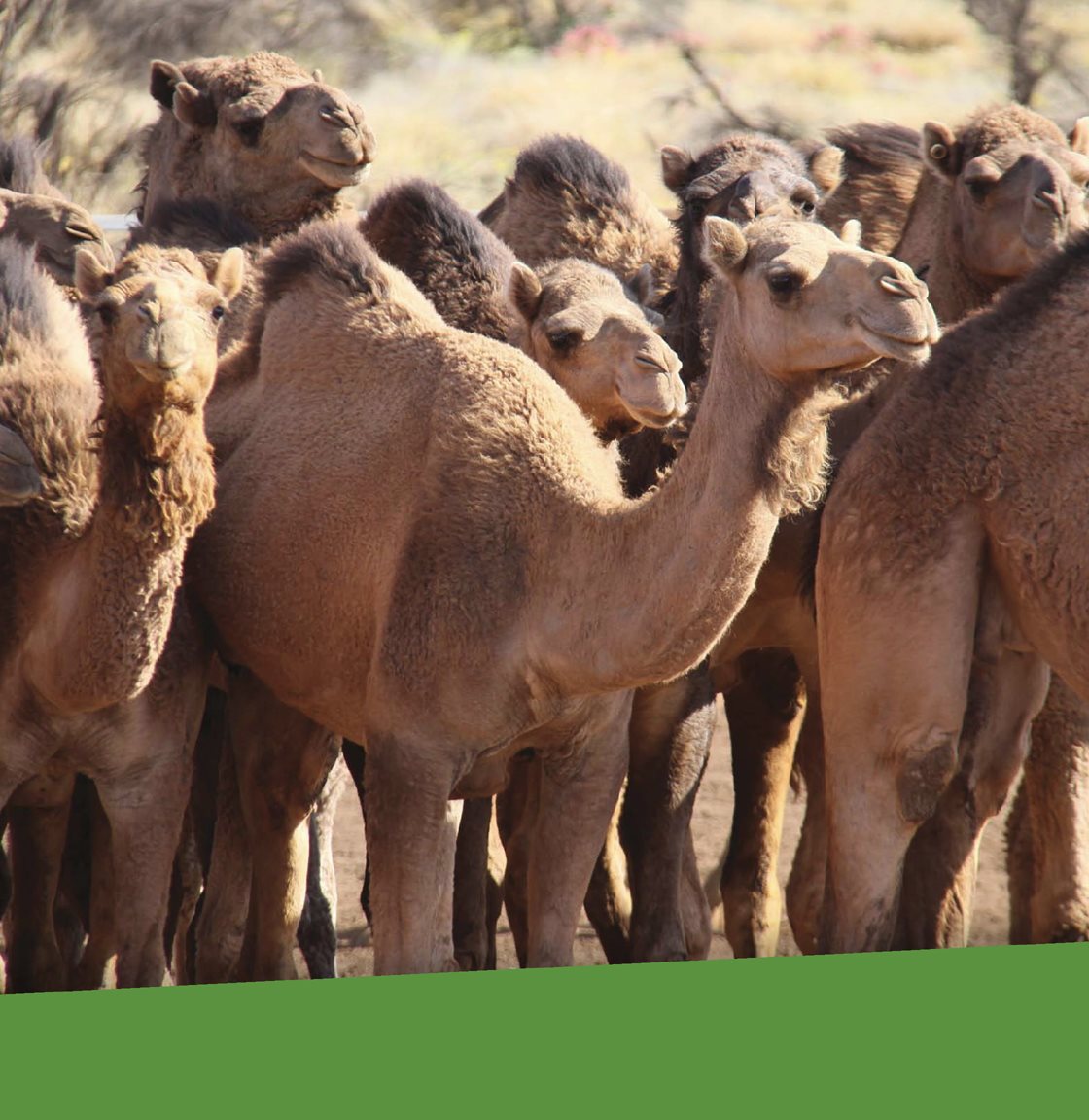 In their natural environment camels sometimes live in groups Dry Lands - photo 9