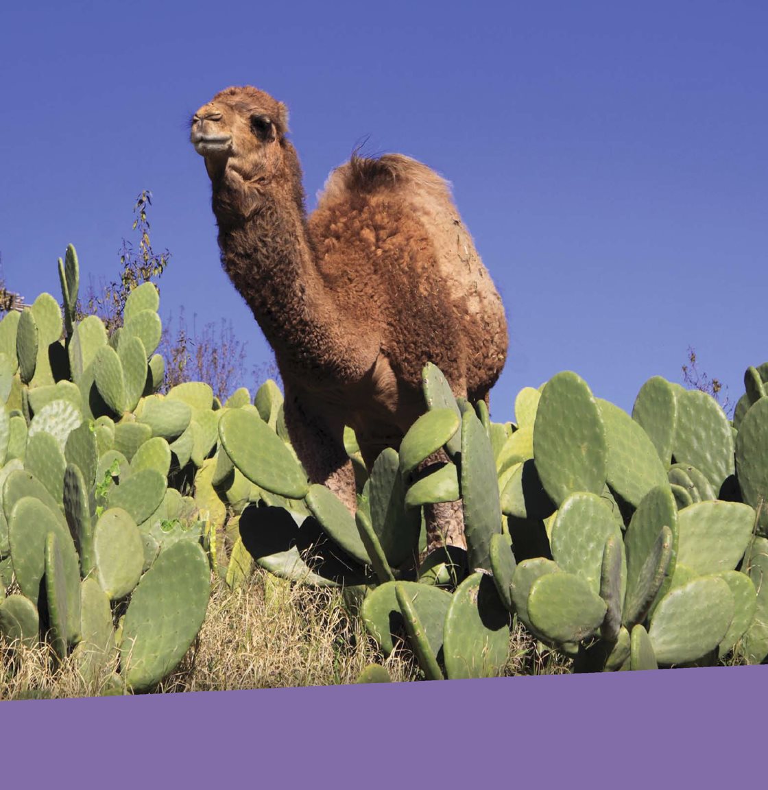 Camels and cacti can live in the dry desert climate Desert animals are - photo 13