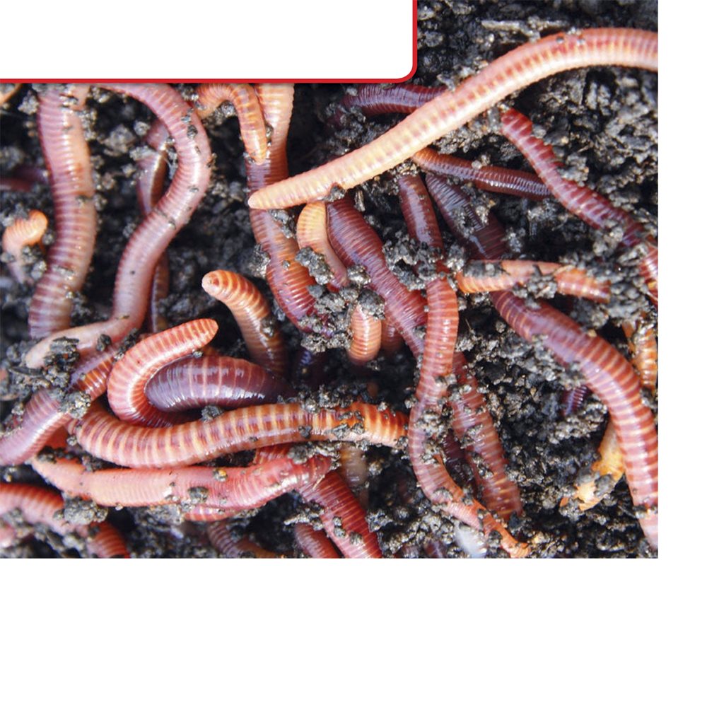 Earthworm Bodies Earthworms are soft and wiggly Their long bodies - photo 4