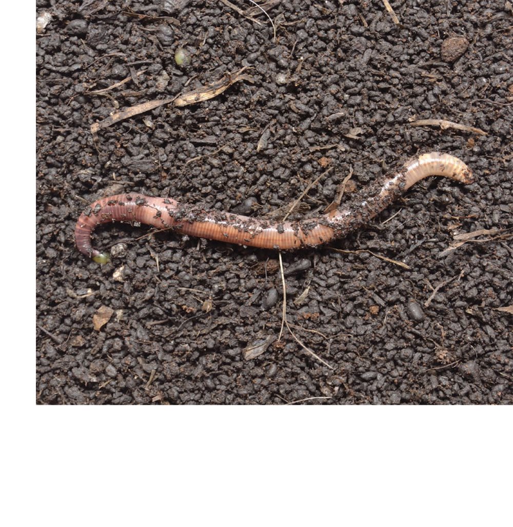 Their long bodies have no legs or feet Earthworms sense light with - photo 5