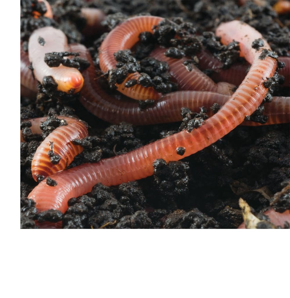 Their bodies have many segments Earthworms have no eyes or ears A - photo 7