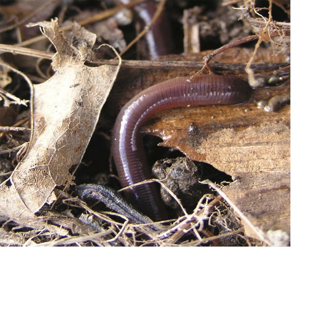 Some live in tunnels Earthworms often come above the ground when it - photo 12