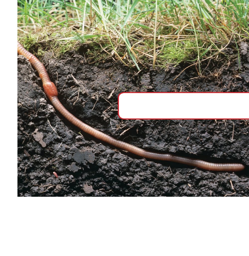 Earthworms often come above the ground when it rains Some burrow deep - photo 13