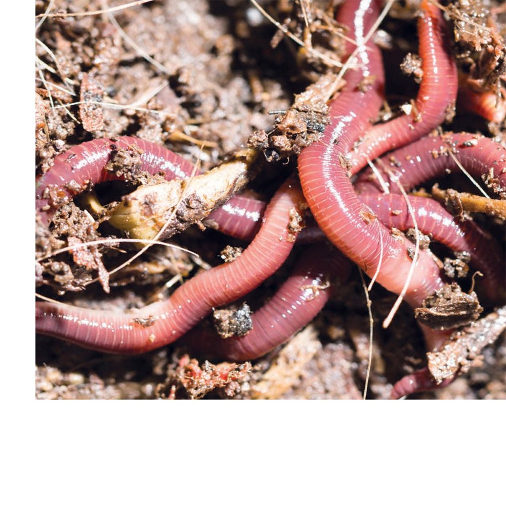 They find leaves and roots in the dirt They also eat animal waste in - photo 15