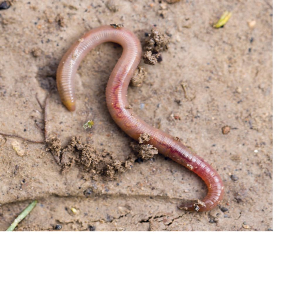 They also eat animal waste in soil What Earthworms Do Earthworms move - photo 16