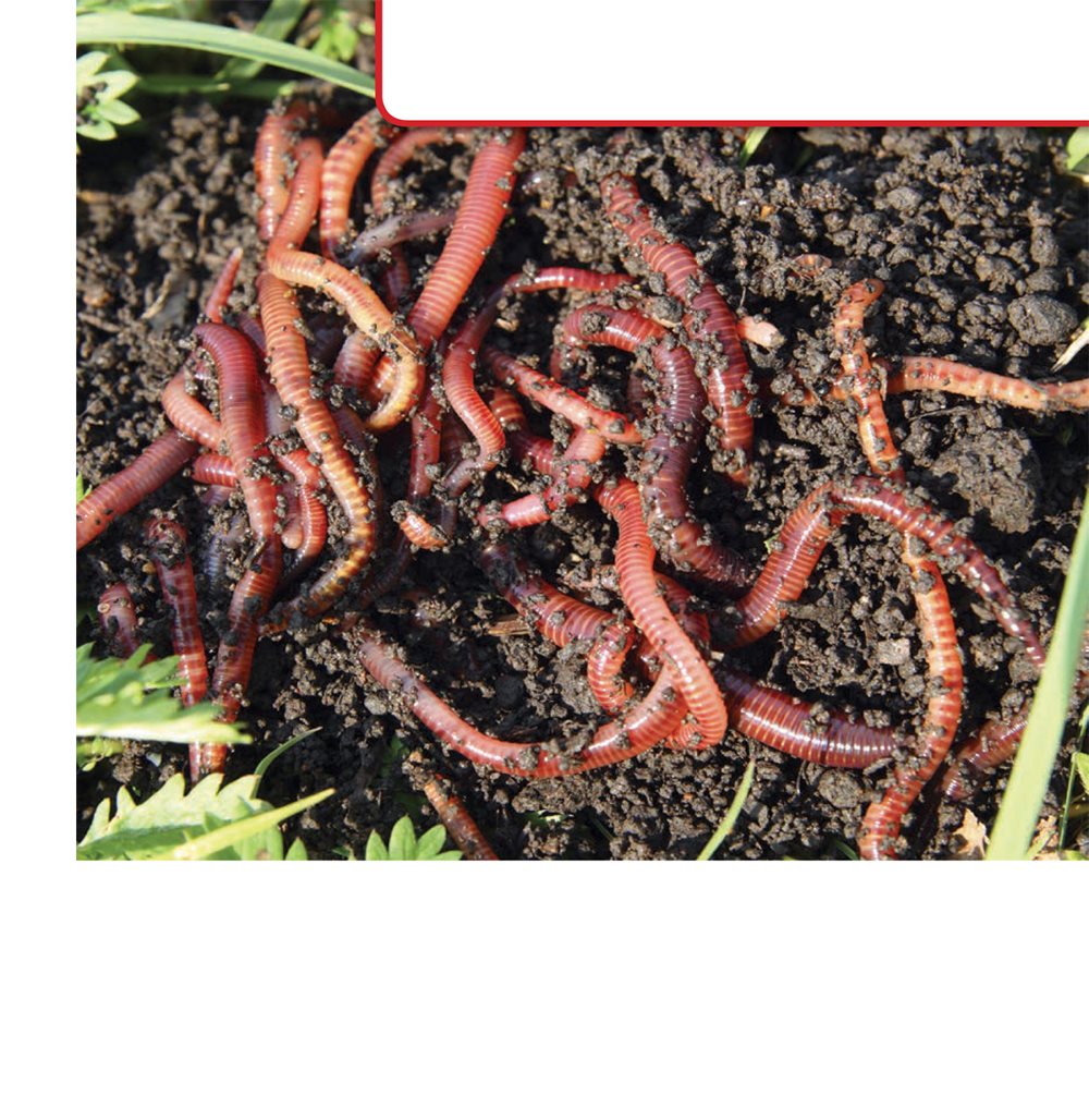 What Earthworms Do Earthworms move by using their muscles to wiggle and - photo 17