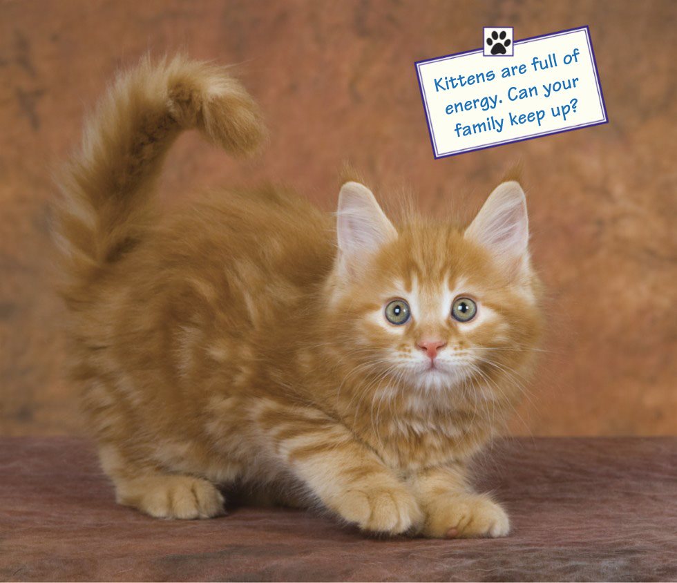 Kittens are full of energy Can your family keep up A CAT OR KITTEN - photo 8