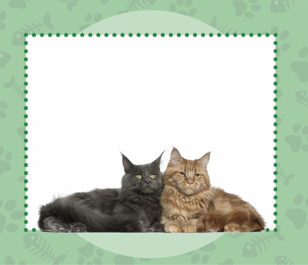 LOVING YOUR MAINE COON Maine Coons will get along with you your family and - photo 10